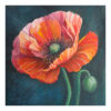 Red Poppy